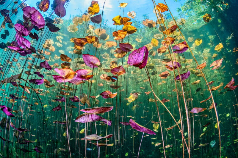 Underwater view of tall, thin stems with pink, purple, and orange lily pads reaching toward the water’s surface, with sunlight filtering through the clear blue water above.