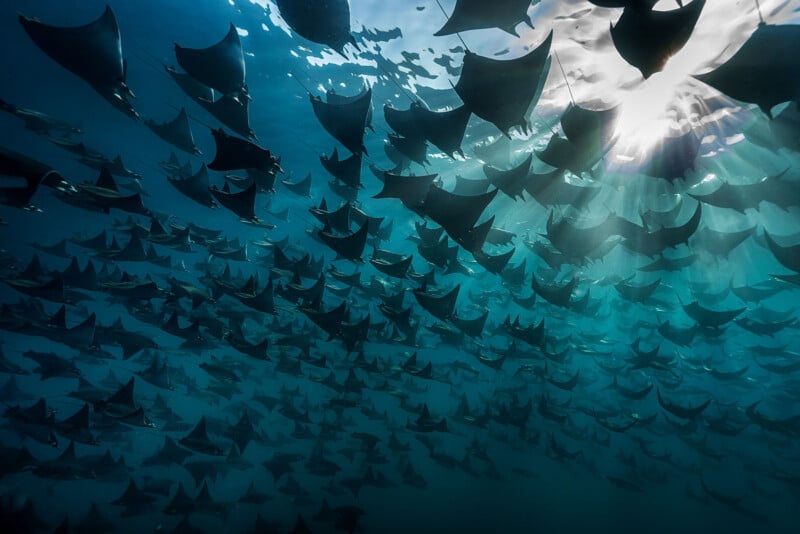A large school of manta rays swims gracefully underwater, silhouetted against rays of sunlight filtering through the ocean’s surface above. The scene captures the peaceful movement and beauty of the marine animals in blue water.