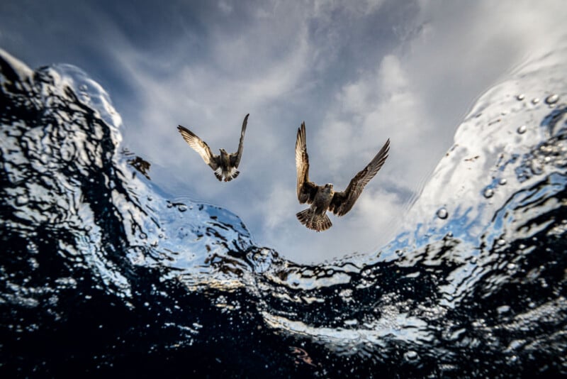 Two birds are captured flying low above the rippling surface of water, viewed from below, with a dramatic sky and clouds in the background. The water's surface creates a wavy, distorted border around the scene.