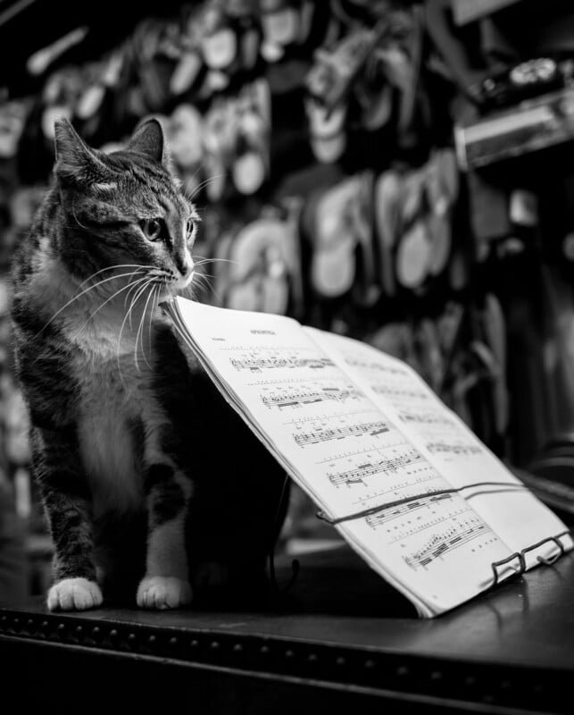 A cat sits beside an open sheet music book on a stand, appearing to look at the pages. The background is blurred, and the photo is in black and white.