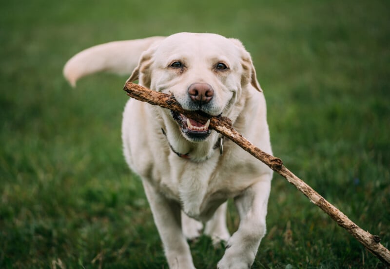 A happy yellow Labrador retriever runs on green grass with a big stick in its mouth, tail wagging and ears flapping.