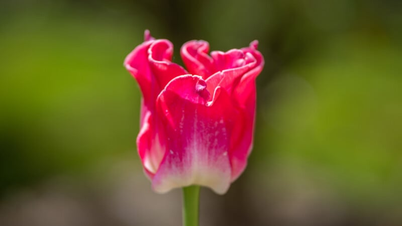 A close-up of a single pink tulip with white edges, standing upright against a blurred green background.