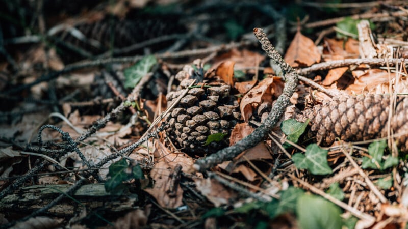 A close-up of pine cones resting on the forest floor among dry leaves, twigs, and green ivy, with sunlight filtering through the trees above.
