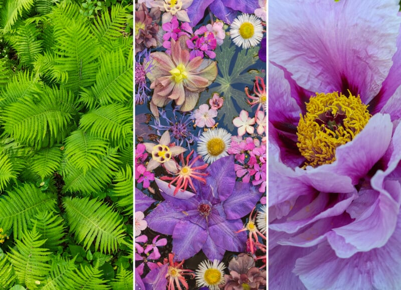 A split image: lush green ferns on the left, colorful assorted flowers including purple and yellow in the center, and a close-up of a pink flower with a yellow center on the right.
