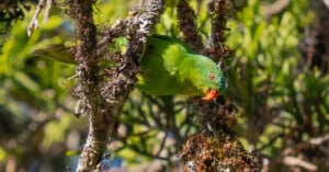 A bright green parrot with a red beak perches among mossy branches, blending into the lush green background of leaves and foliage.