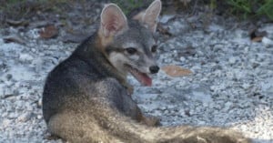 A small gray fox with large ears lies on rocky ground, looking back over its shoulder with its mouth open and tongue slightly out. Green vegetation is visible in the background.
