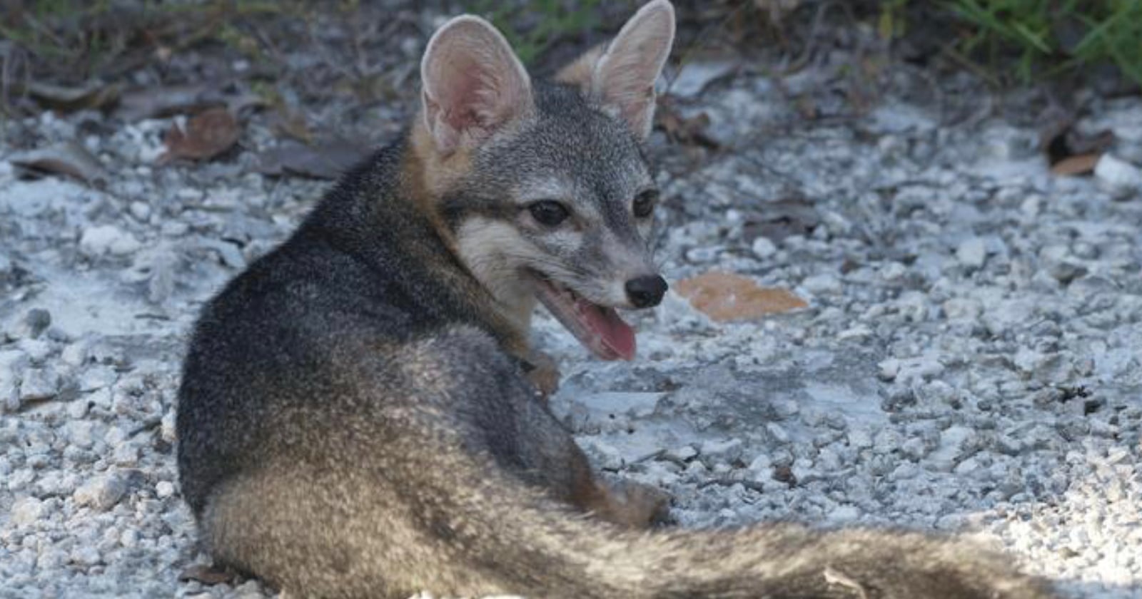 Scientists Capture First-Ever Photos of the Elusive ‘Cozumel Dwarf Fox’