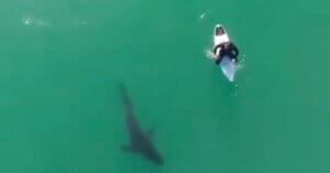 A surfer paddles on a surfboard in clear green water while a large shark swims nearby beneath the surface.