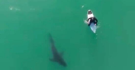 A surfer paddles on a surfboard in clear green water while a large shark swims nearby beneath the surface.