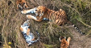 A tiger lies in tall grass with three tiger cubs. One cub is playfully lying on its back near the mother, while the other two cubs sit nearby among the grass.