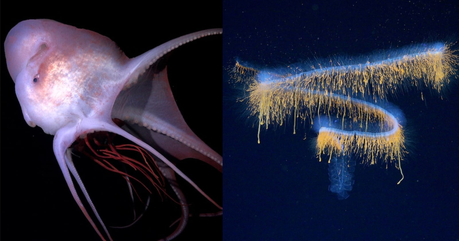 Split image: On the left, a pale octopus with long, thin arms floats in dark water. On the right, a glowing, blue and yellow siphonophore trails in a spiral shape against a deep black background.