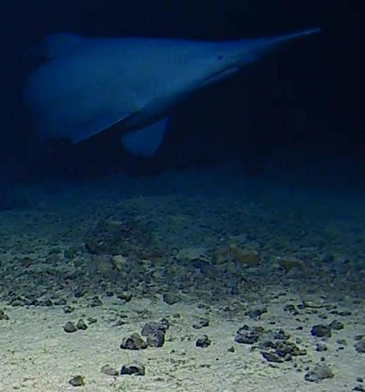 A pale dolphin with a long, pointed snout swims in deep, dark blue water above a sandy seabed with rocks.