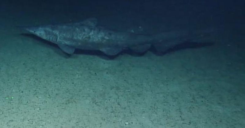 A deep-sea goblin shark swims near the ocean floor in a dark, underwater environment, its elongated snout and unique body shape visible against the sandy seabed.