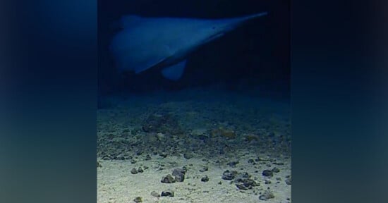 A sawshark swims above a rocky, sandy seafloor in deep, dark ocean water.