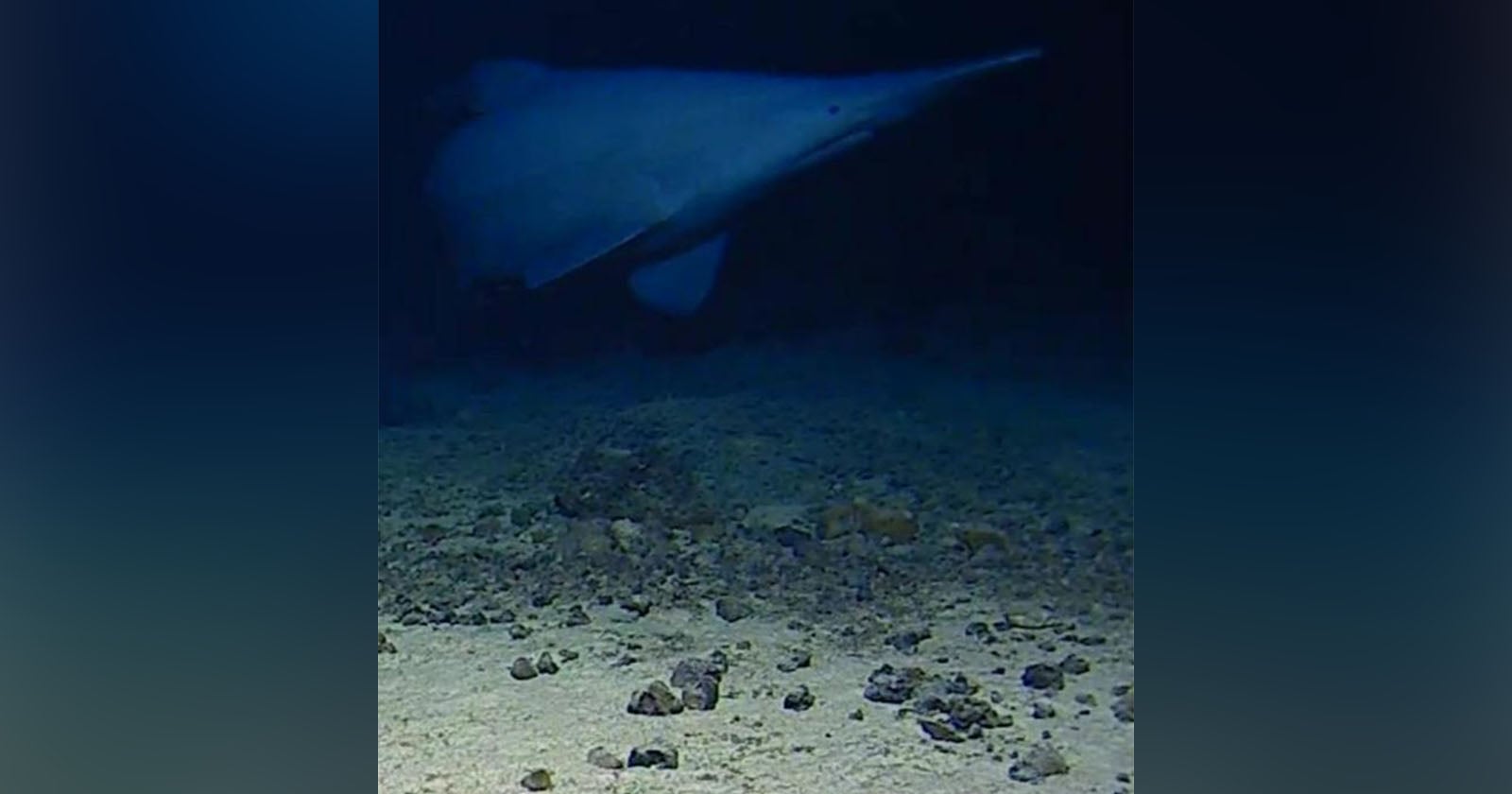 A sawshark swims above a rocky, sandy seafloor in deep, dark ocean water.