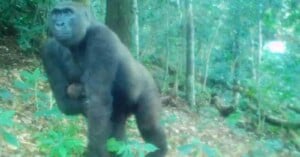 A gorilla stands on all fours in a forest, surrounded by trees and green foliage. The image appears slightly blurred, suggesting it may have been taken by a trail or wildlife camera.