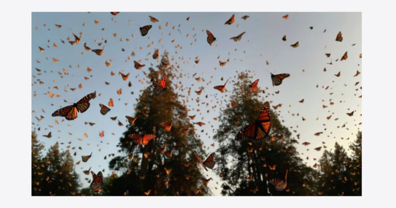 Hundreds of monarch butterflies fill the sky above tall evergreen trees at sunset, creating a vibrant, swirling scene against a soft blue and orange sky.