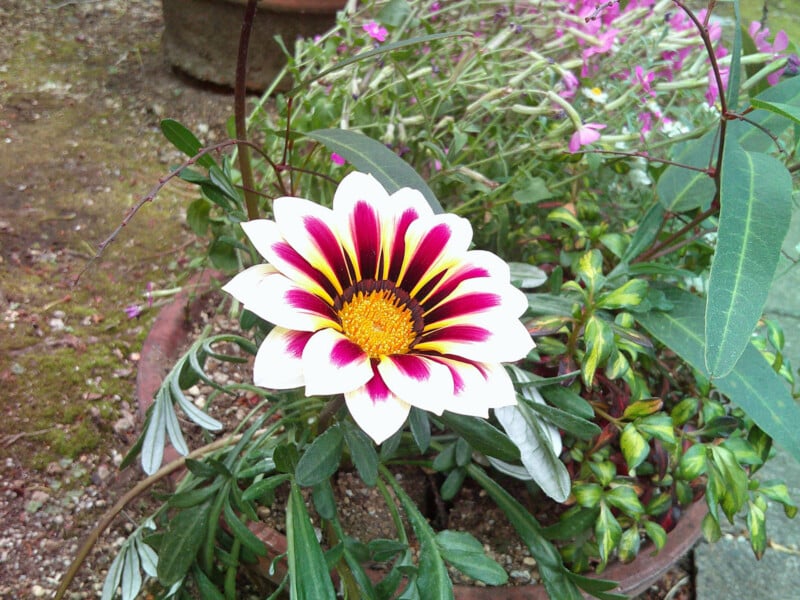 A close-up of a vibrant gazania flower with white petals, purple and yellow markings, and a yellow center, growing in a garden pot surrounded by green leaves and other plants.