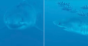 Side-by-side underwater images of a great white shark; the left shows a close-up of its face, while the right shows a profile view with striped fish swimming above its head. The scene is bathed in blue light.