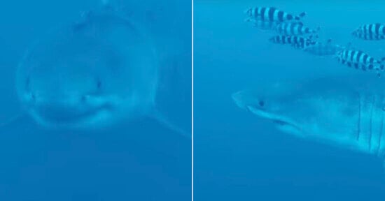 Side-by-side underwater images of a great white shark; the left shows a close-up of its face, while the right shows a profile view with striped fish swimming above its head. The scene is bathed in blue light.