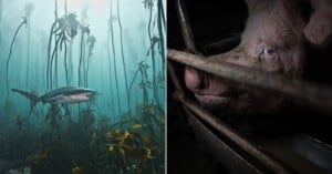 Split image: Left, a shark swims among tall kelp underwater. Right, a close-up of a pig's face behind metal bars in a dimly lit enclosure, its eye visible through the bars.