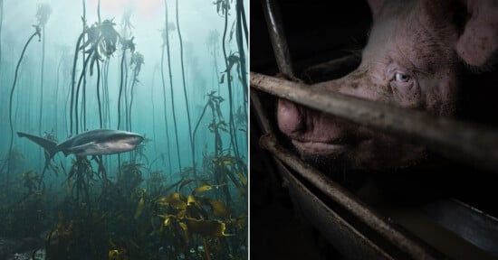 Split image: Left, a shark swims among tall kelp underwater. Right, a close-up of a pig's face behind metal bars in a dimly lit enclosure, its eye visible through the bars.