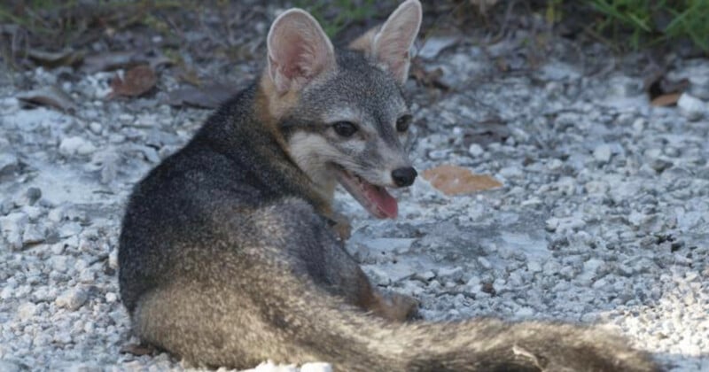 Un pequeño zorro gris yacía sobre el suelo rocoso, con la boca abierta y la lengua ligeramente fuera, mirando hacia atrás. Sus grandes orejas y su cola tupida son claramente visibles sobre el fondo de las plantas verdes.