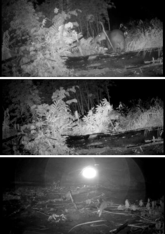 Three black-and-white night vision photos show wild animals near a log in a forest. In the top two images, two animals forage among foliage. The bottom image shows a bright moon over a dark, natural landscape.