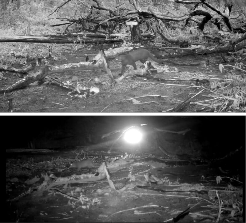 Two black-and-white trail camera images show a forest floor with fallen branches. In the top image, a small animal, possibly a fox, walks near a log. The bottom image shows the same area at night, illuminated by a bright light.