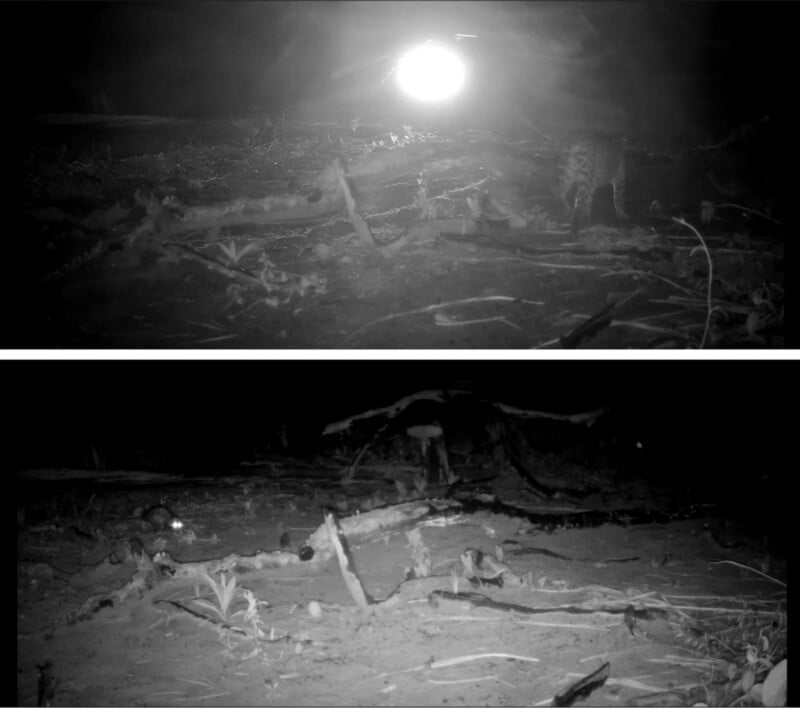 Two black-and-white night-vision photos of a forest floor. In the top image, a bright light is visible and an animal is near the right edge; the bottom image shows the same area without the animal or bright light.