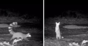 A black and white night-vision image split in two: on the left, a ring-tailed animal walks, and on the right, the same animal stands upright on its hind legs, both in a natural outdoor setting.