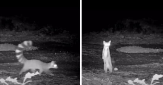 A black and white night-vision image split in two: on the left, a ring-tailed animal walks, and on the right, the same animal stands upright on its hind legs, both in a natural outdoor setting.