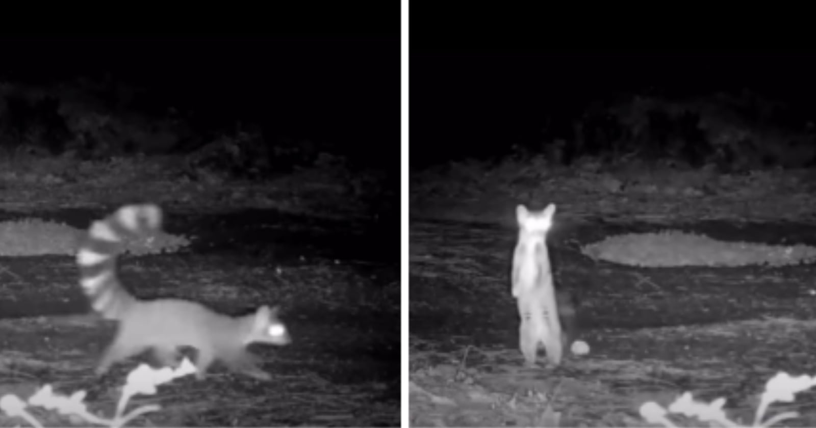 Trail Camera Captures One of North America's Most Elusive Mammals: the Ringtail