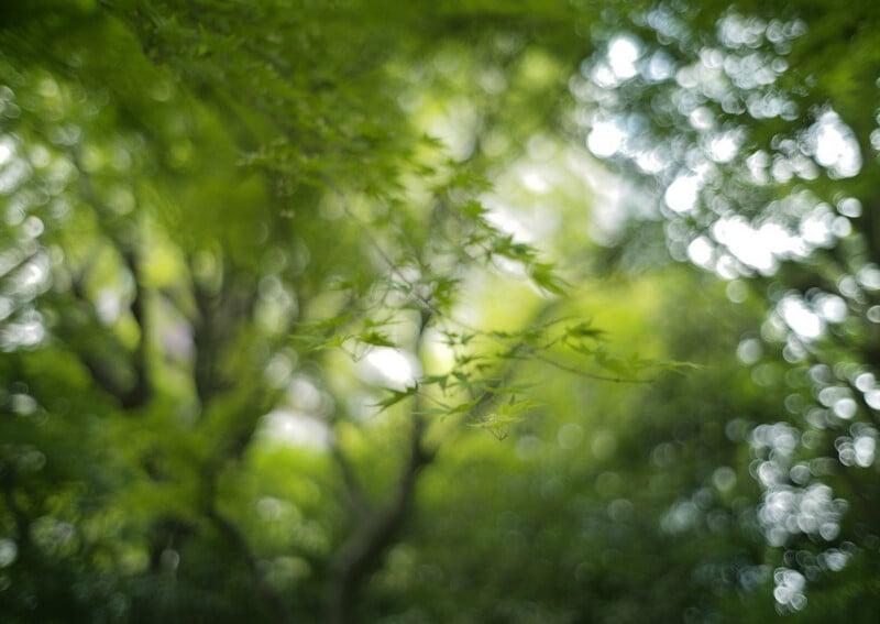 Out-of-focus image of green leaves and tree branches, creating a soft bokeh effect with circular light spots in a lush, leafy environment.
