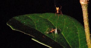 Two ants are on a large green leaf against a dark background. One ant is on the upper right edge of the leaf, while the other ant is closer to the middle, near a small white object.