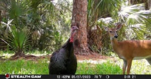 A wild turkey and a deer stand closely together in a sunlit forest clearing, surrounded by tall trees and green foliage. The photo is taken by a trail camera with date and temperature info along the bottom.