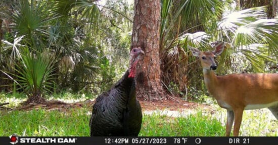 A wild turkey and a deer stand closely together in a sunlit forest clearing, surrounded by tall trees and green foliage. The photo is taken by a trail camera with date and temperature info along the bottom.
