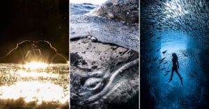 A triptych of photos: two people kiss at sunset, a close-up of a whale’s eye just above the water, and a diver surrounded by a dense school of fish in deep blue water.