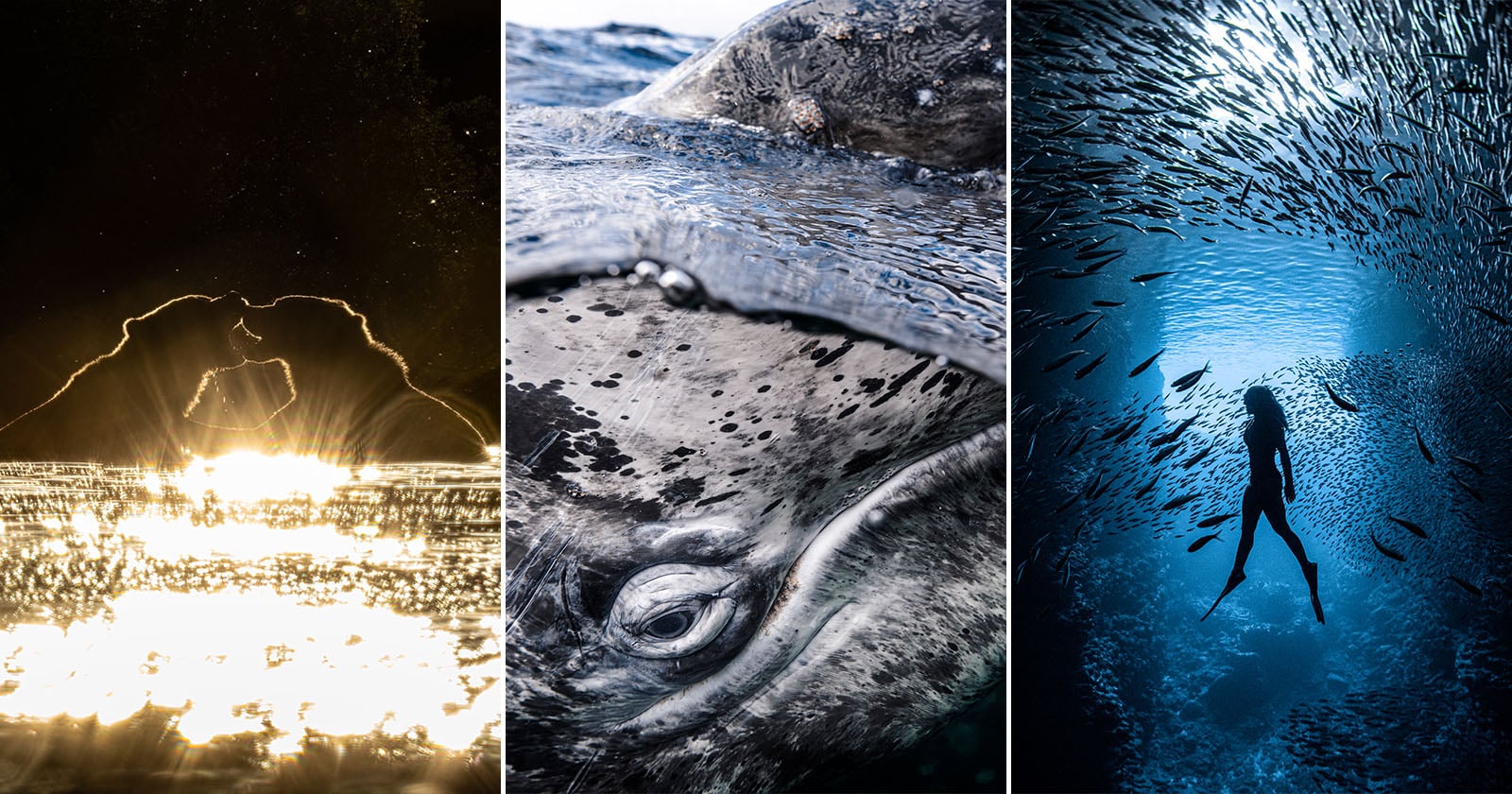 A triptych of photos: two people kiss at sunset, a close-up of a whale’s eye just above the water, and a diver surrounded by a dense school of fish in deep blue water.