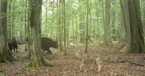 A group of wild boars and several wolves interact in a dense, green forest captured by a trail camera. The animals are scattered among the trees on a leaf-covered forest floor.