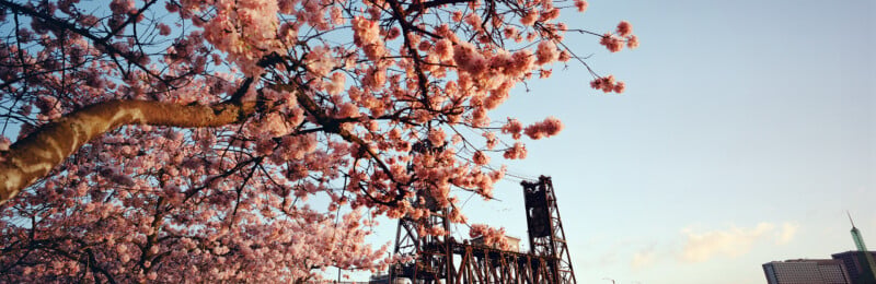 A large cherry blossom tree with pink flowers frames a view of a steel lift bridge and city buildings under a clear sky.