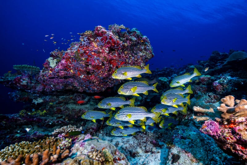 Meet the Incredible 14-Year-Old Underwater Photographer Who Won Hasselblad Masters