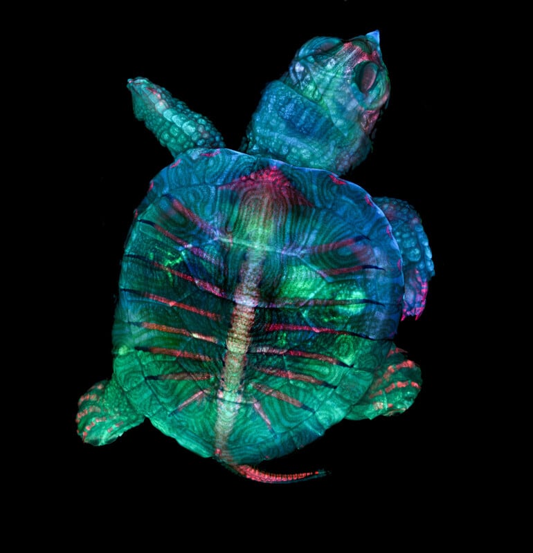 A dorsal view of a turtle hatchling rendered in vibrant neon blue, green, and red, highlighting its internal skeletal structure.