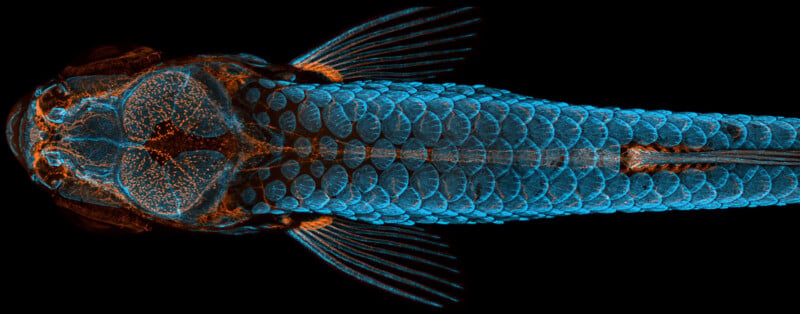 A top-down, fluorescent microscopic view of a fish, showing blue scales and orange internal structures against a black background.