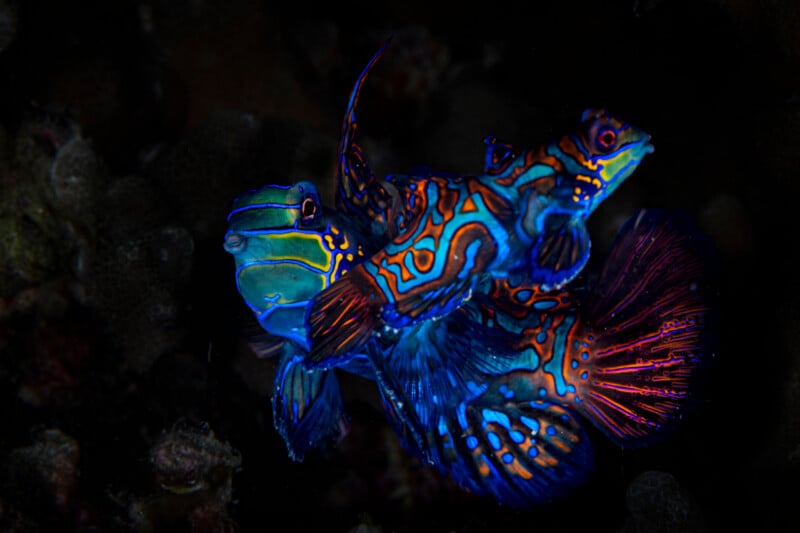 Meet the Incredible 14-Year-Old Underwater Photographer Who Won Hasselblad Masters