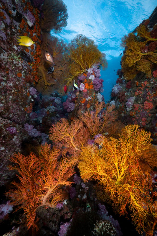 Meet the Incredible 14-Year-Old Underwater Photographer Who Won Hasselblad Masters