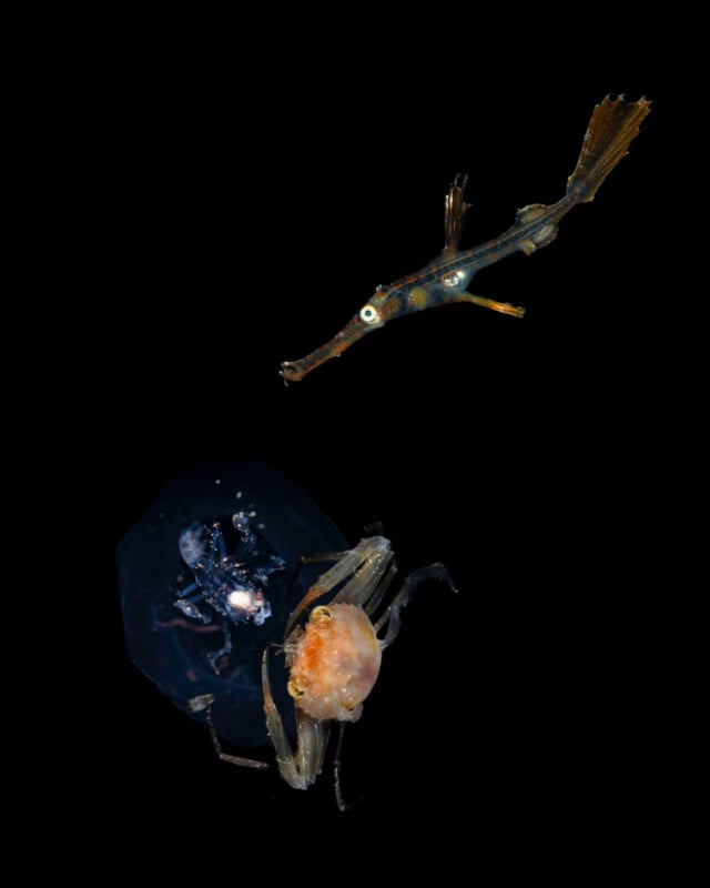 Meet the Incredible 14-Year-Old Underwater Photographer Who Won Hasselblad Masters