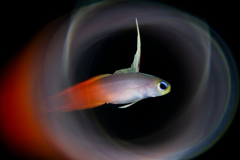 Meet the Incredible 14-Year-Old Underwater Photographer Who Won Hasselblad Masters