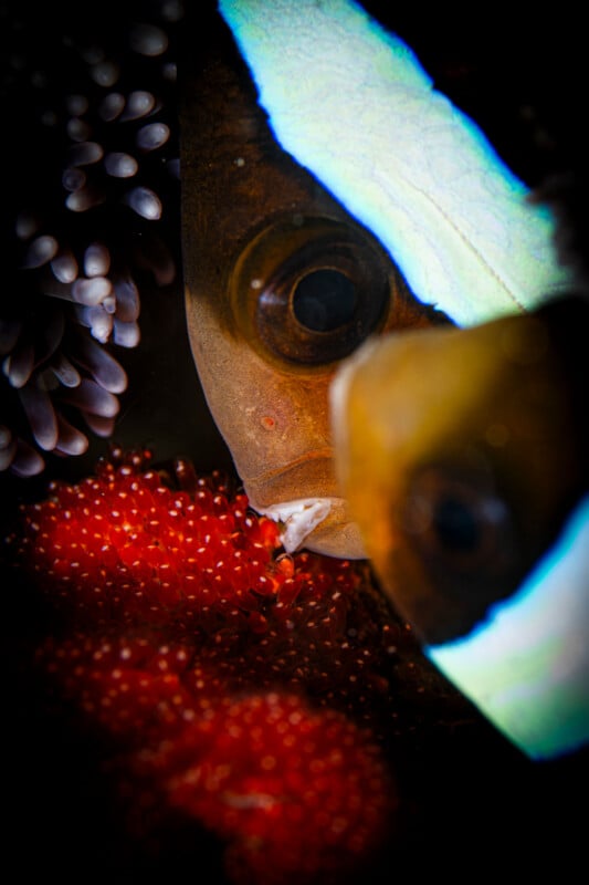 Meet the Incredible 14-Year-Old Underwater Photographer Who Won Hasselblad Masters