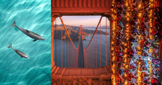 Three vertical panels: left shows two dolphins swimming in turquoise water; center shows the Golden Gate Bridge from above with mountains in the background; right shows an overhead view of a colorful, crowded festive table.